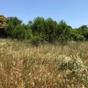 Vente terrain Adissan Vente terrain Adissan