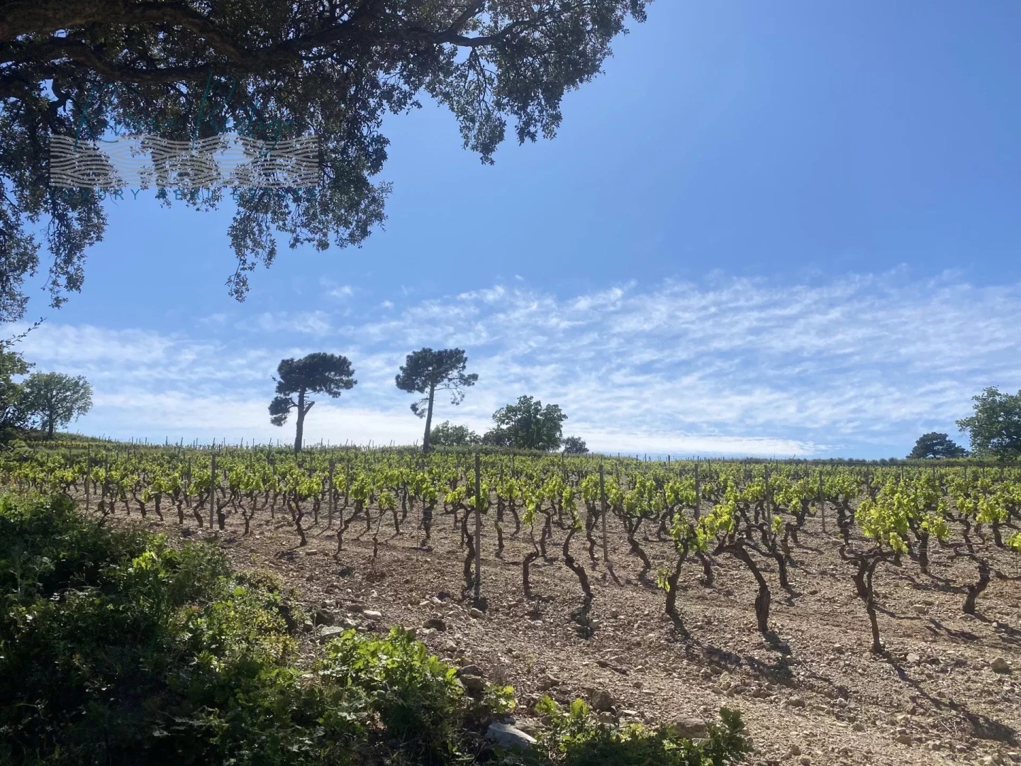 Propriété viticole à vendre à Grimaud