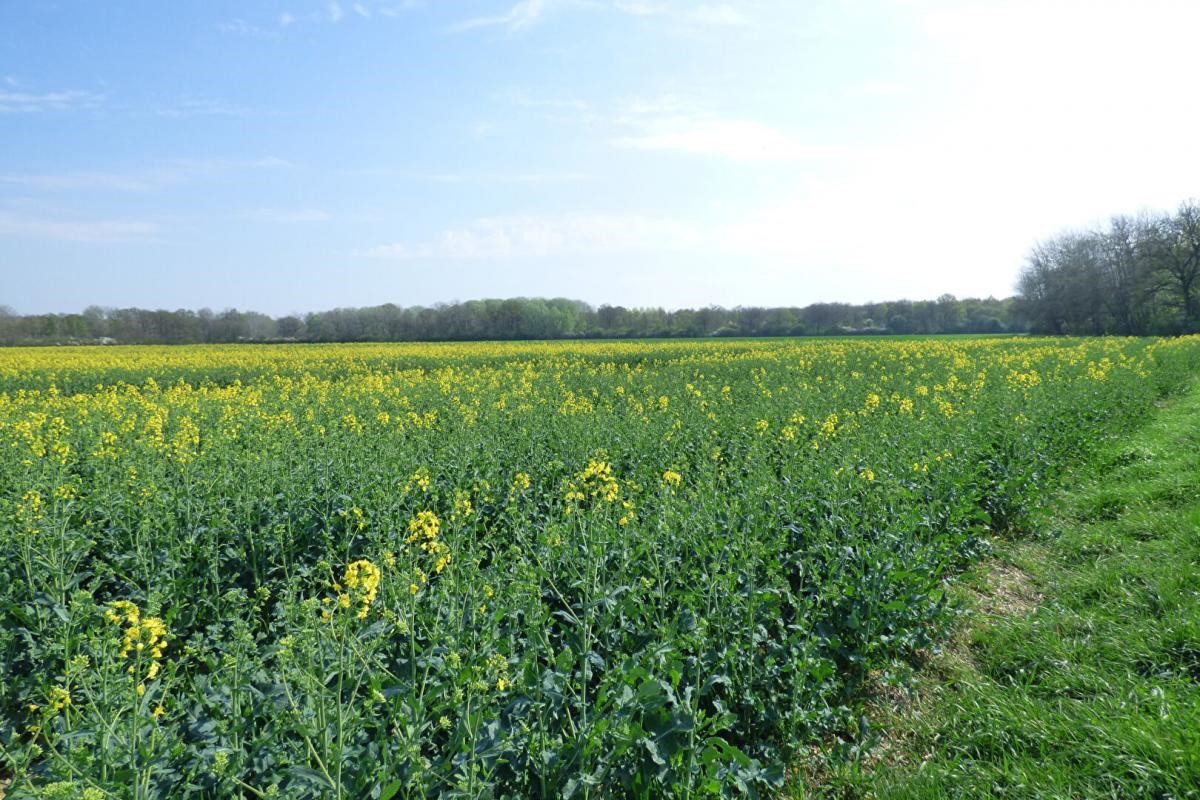 property for sale in Neuvy-sur-Barangeon