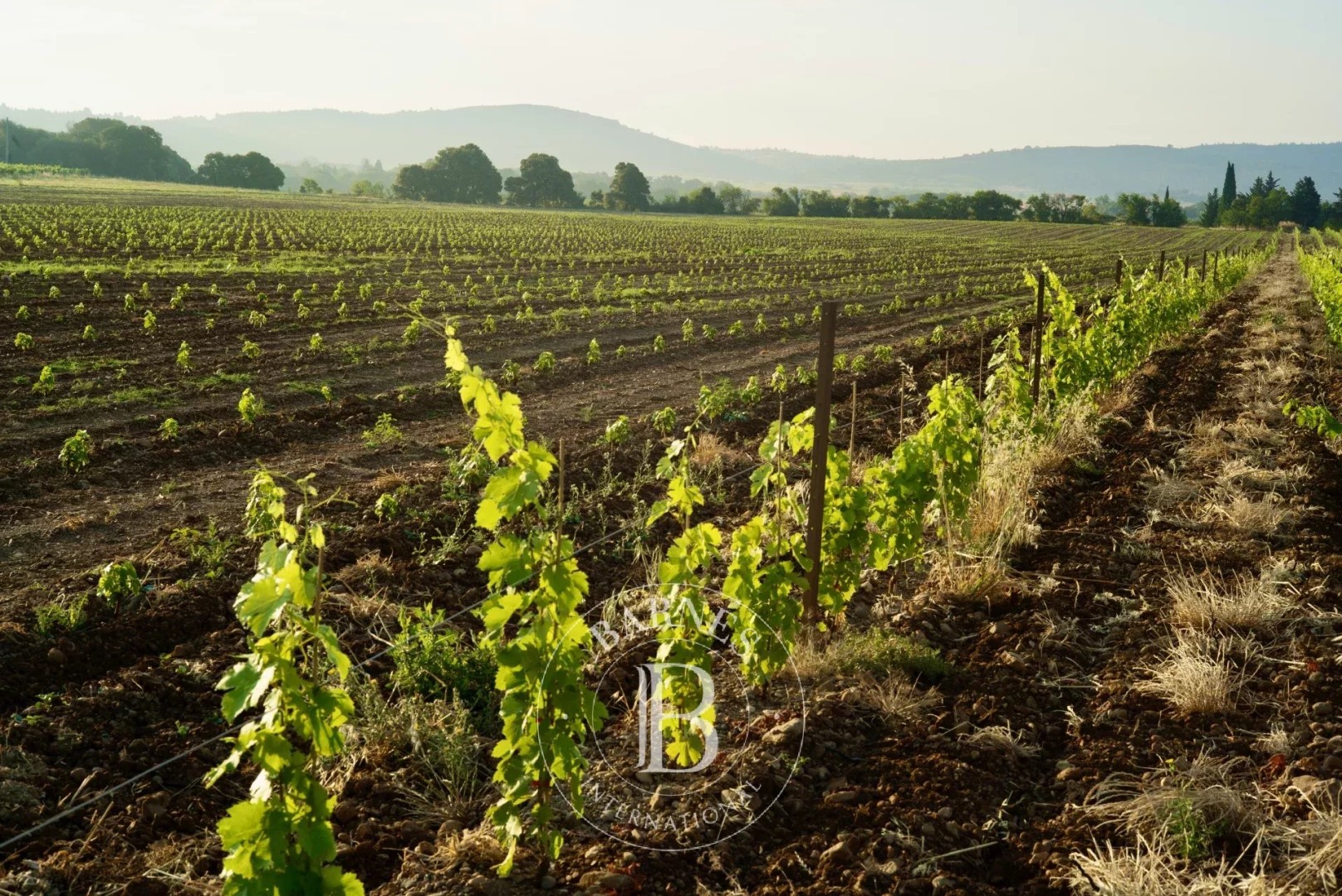 Weingut zu verkaufen Zone d'Activité