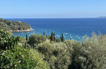 Focus : Les palmiers Des arbres ? - Domaine du Rayol