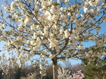 Appartement a louer neuilly-sur-marne - 1 pièce(s) - 12 m2 - Surfyn