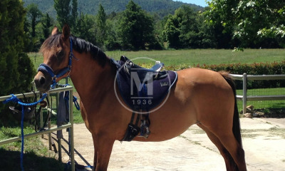 rencontre equestre méditerranéenne