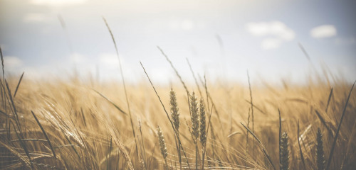 3e photo de l'annonce