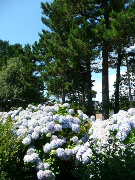 Jardin
