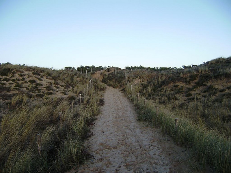 Sentier dans les dunes